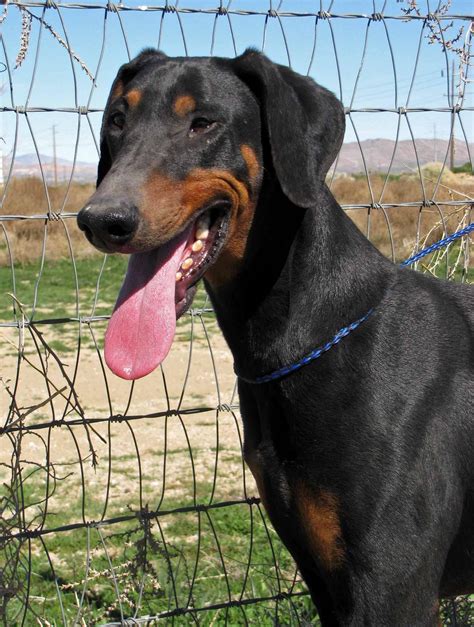 Pictures of Sensei a Doberman Pinscher for adoption in Fillmore, CA who needs a loving home.. 