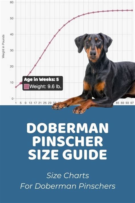 Doberman pinscher size chart. The Doberman is medium sized, with total balance of height to length. Correct size is one of the most important factors in maintaining breed type. Medium size refers to the combination of height and bulk. Height at the withers: Dogs 26-28″, Bitches 24-26″– It would be rare to see an adult dog or bitch in the conformation ring that is too ... 