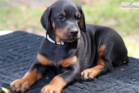 Doberman puppies florida. Usually, a Doberman puppy costs between $500 and $2,250. Typically $1,000 is a fair price but the more the price hikes, the more will be the dog's attributes. Specific Doberman puppies could be champion parents, so their bloodline's value will determine the price. 
