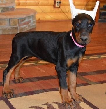 Doberman puppies for Rehoming!! Silky Terrier Puppies
