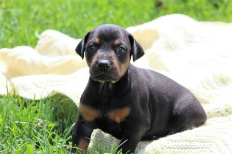 We have for sale, beautiful doberman Pinscher dogs 
