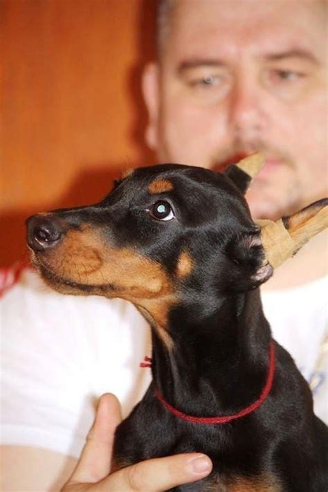 Doberman puppies for sale fayetteville nc. Find Male Doberman Pinschers for Sale in Fayetteville, NC on Oodle Classifieds. Join millions of people using Oodle to find puppies for adoption, dog and puppy listings, and other pets adoption. 