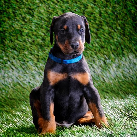 Derrick Pete Has Doberman Pinscher Puppies For Sale In Killeen, TX ... Derrick Pete is from Texas and breeds Doberman Pinschers. AKC proudly supports dedicated and responsible breeders. We encourage all prospective puppy owners to do their research and be prepared with questions to ask the breeder. Make sure you are not only choosing the right ....