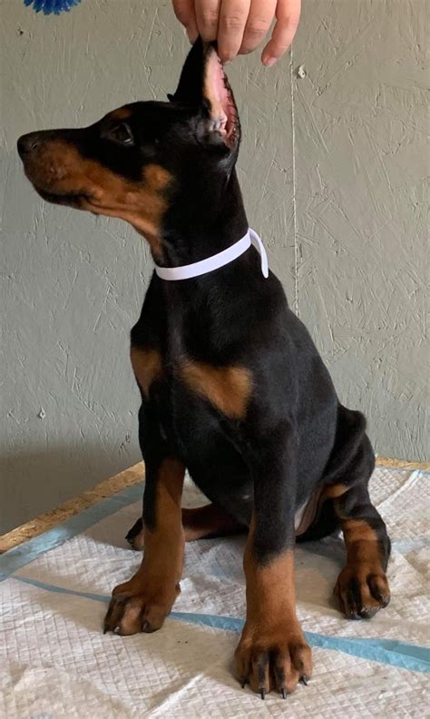 The typical price for Doberman Pinscher puppies for sale in Erie, PA may vary based on the breeder and individual puppy. On average, Doberman Pinscher puppies from a breeder in Erie, PA may range in price from $2,175 to $2,600. Read less.