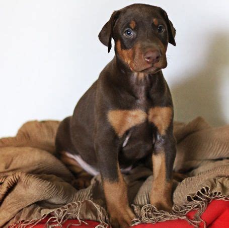 Doberman puppies. -. $800. Doberman puppies. Rehoming fee. Tails docked, dewclaws removed. Born 9/13/23. Mom and dad on site. For more info call Jeff.. 