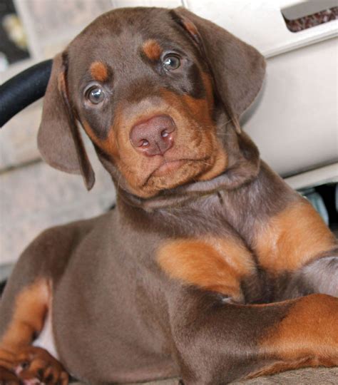 Easily search hundreds of Doberman Pinscher puppy listings, connect directly with our community of Doberman Pinscher breeders near Pennsylvania, and start your journey into dog ownership today — we’ll have you covered at every step. Find a Doberman Pinscher puppy from reputable breeders near you in Pennsylvania. Screened for quality.. 