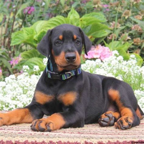 Doberman Pinscher Puppies. Males / Females Available. 7 months old. Posh Puppies Indiana. Warsaw, IN 46580. AKC Champion Bloodline.. 