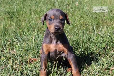 The typical price for Doberman Pinscher puppies for sale in 