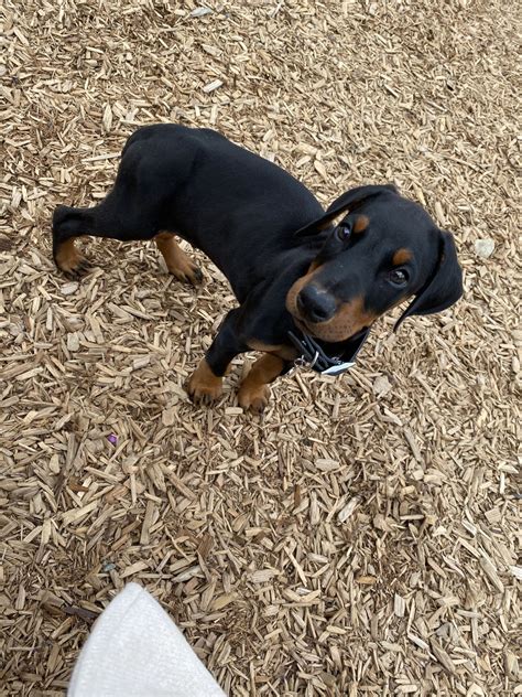 Showing 1 - 21 of 417 Doberman Pinscher puppy litters. AKC Champion Bloodline. Doberman Pinscher Puppies. Males Available. 9 weeks old. Janet. Roscommon, MI 48653. STANDARD.