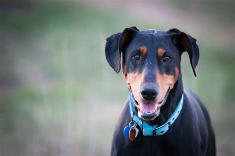 Doberman rescue omaha. Things To Know About Doberman rescue omaha. 