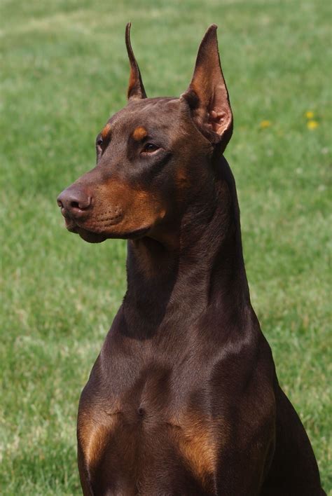  The Dobermann [a] is a German breed of medium-large domestic dog of pinscher type. It was originally bred in Thuringia in about 1890 by Louis Dobermann, a tax collector. [2] It has a long muzzle and – ideally – an even and graceful gait. . 