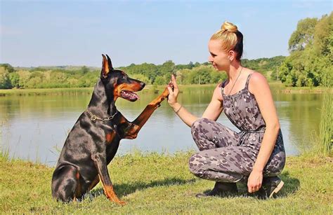 Doberman training. Training a Doberman It cannot be stressed enough that the owner of a Doberman must have an advanced knowledge of all aspects of dog training and understand the dog’s mind. Training a Doberman means to always be one step ahead in the thinking department and to be adaptable and choose tactics to meet the demands of the individual dog. The more ... 