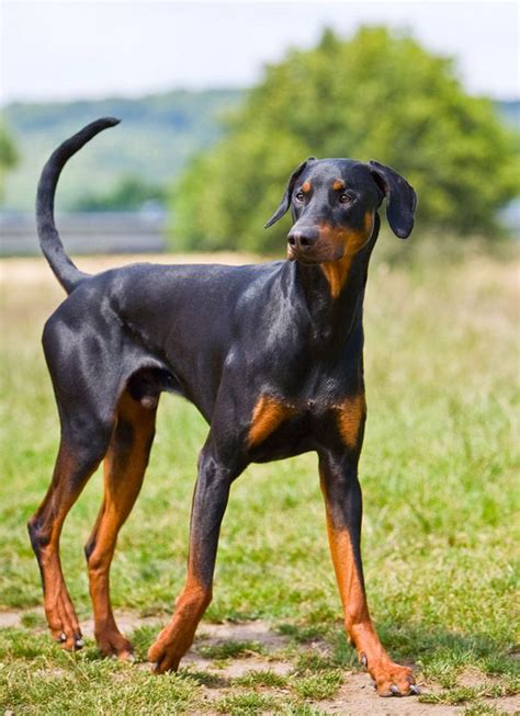 Doberman uncut ears. Oct 10, 2020 ... Doberman Pinschers are generally sociable towards ... ears are often cropped to stand erect, their ... Top Facts About Doberman Pinscher Dog ( ... 