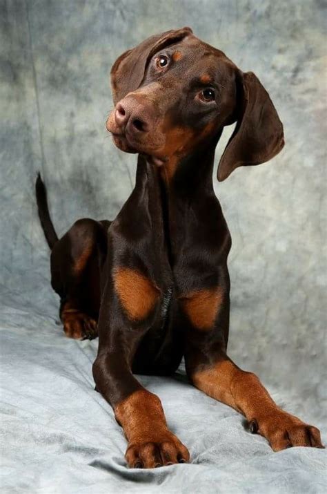 Doberman with uncropped ears. The Ear Cropping Procedure. When a Doberman puppy is between 7 and 9 weeks of age, they can have their ears cropped. The cropping procedure is a surgical procedure that happens under anaesthesia. The procedure itself will take about 30 minutes to accomplish and the puppy will have his ears taped after … 