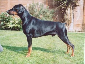 Dobermann Breed Guide - Champdogs