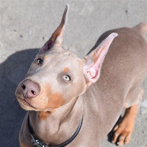 Dobermann colors fawn. Doberman European breeders are required to produce these two specified shades as they align with the breed’s overall characteristics. Despite this rule, some breeders also produce blue, red, and fawn European Dobermans. Various coat colors of the European Doberman include, Black and tan; Blue and tan; Red and tan; Fawn and tan 