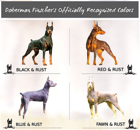 A Doberman typically has 6 coat colors and 1 of those is the Fawn colored or Isabella Doberman. The fawn color is a result of color dilution alopecia , the works of …. Dobermann colors fawn