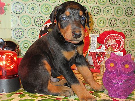 The typical price for Doberman Pinscher puppies for sale in Omaha, NE may vary based on the breeder and individual puppy. On average, Doberman Pinscher puppies from a breeder in Omaha, NE may range in price from $3,000 to $3,500. Read less.