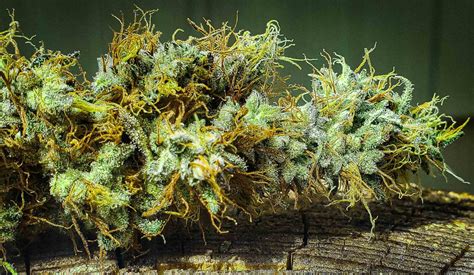 Doc d seeds. Black D.O.G. by Humboldt Seed Organization is a feminized Indica-leaning cannabis strain that will greatly please all Kush fans. If you decide to buy Black D.O.G. cannabis seeds, you will discover a highly easy-to-grow plant, exuding potency and exoticism, that lives up to the standard of excellence set by the Kush lineage. Read more. 