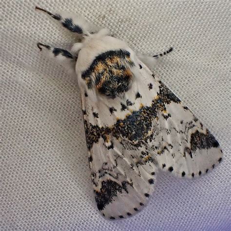 🍆 [PPV] Docile_Moth Onlyfans Leaked