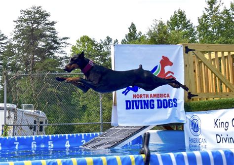Dock diving. Sounders, a world record-breaking diving dog, is competing in San Diego to try to break his own record. 