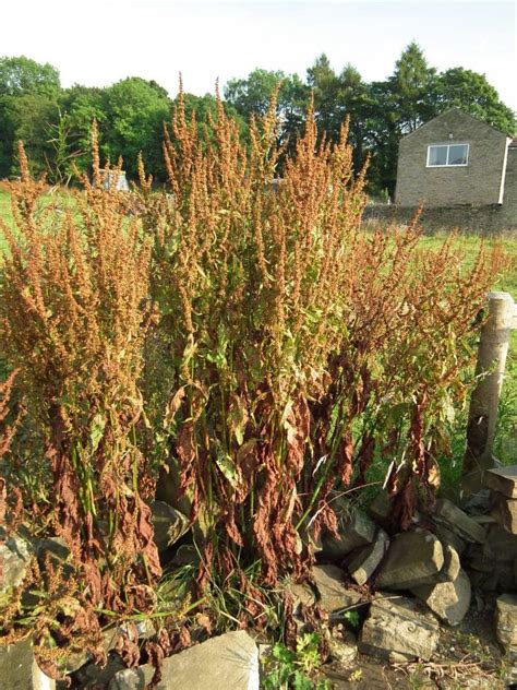 Docks (Rumex species) Foraging Guide - Totally Wild UK