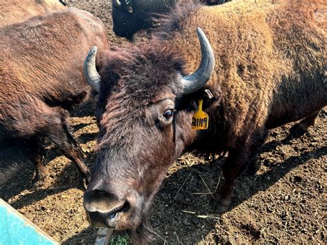 Doctors on (video) call: Rural medics get long-distance help in treating man gored by bison