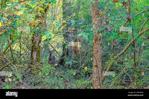😈 Doeintheforest Leaks PORN