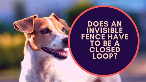 Does An Invisible Fence Have to Be a Closed Loop? - Dogs Chief