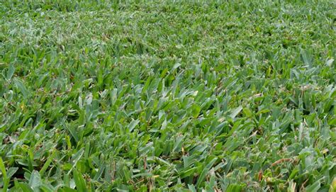 Does Buffalograss Grow Well in Washington State?