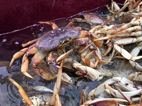 Does California need a state crustacean? Healdsburg Assembly member authors bill to urge Dungeness crabs