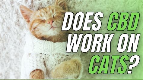 Does Cat Cbd Work