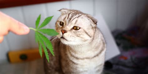 Does Cbd Block Out Thc In Cats