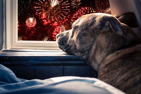 Does Cbd Help Dogs With Fireworks