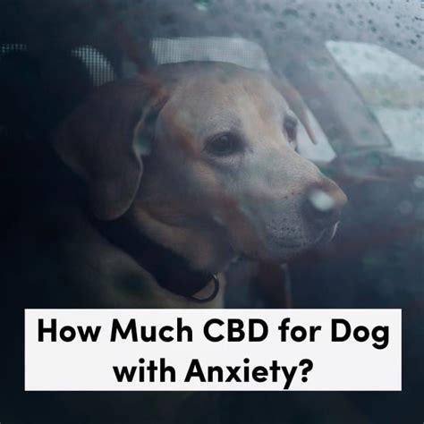 Does Cbd Help Or Mask Anxiety In Dogs