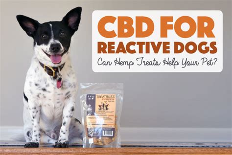 Does Cbd Help Reactive Dogs