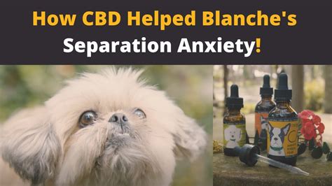 Does Cbd Help With Separation Anxiety In Dogs