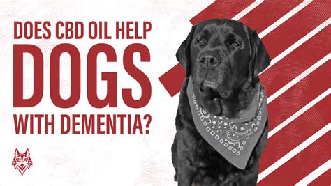 Does Cbd Oil Help Dogs With Dementia
