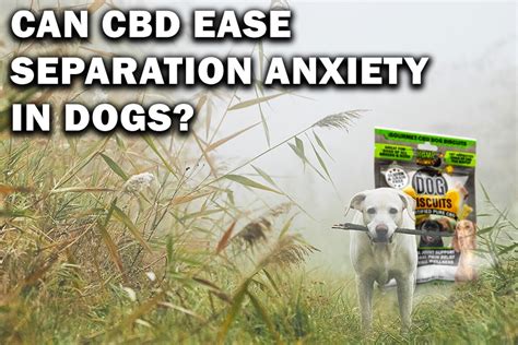 Does Cbd Oil Help Seperation Anxiety In Dogs