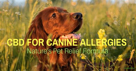 Does Cbd Oil Work For Dogs With Allergies
