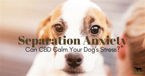 Does Cbd Work For Dogs With Separation Anxiety