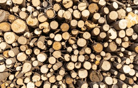 Does Chinaberry make good firewood? - TimesMojo