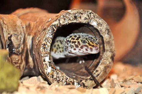 Does Human Touch Stress Leopard Geckos? (Handling …