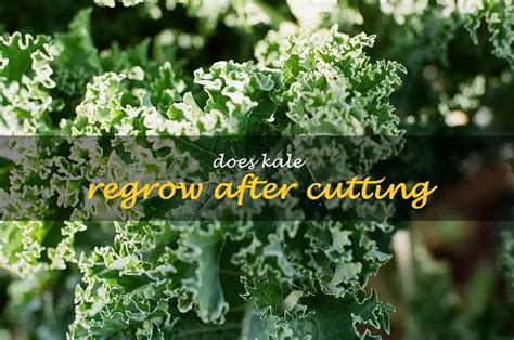 Does Kale Regrow After Cutting? (A How-to Guide) - Plantgardener