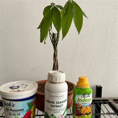 Does Money Tree Need Fertilizer? (How Much, How Often