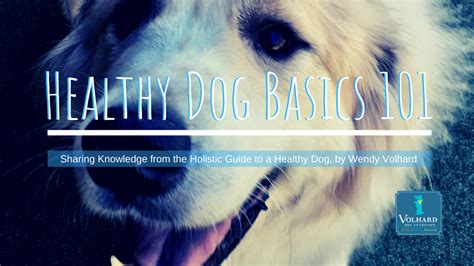 Does My Dog Need Fats? Healthy Dog Basics 101