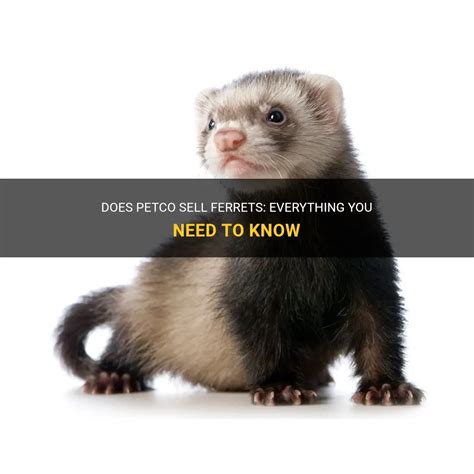 Does Petco sell ferrets? - Quora