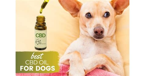 Does Petsmart Carry Cbd Oil For Dogs