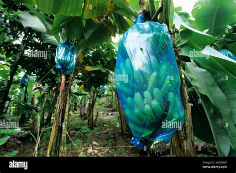 Does Putting Bananas In A Plastic Bag Ripen Them?