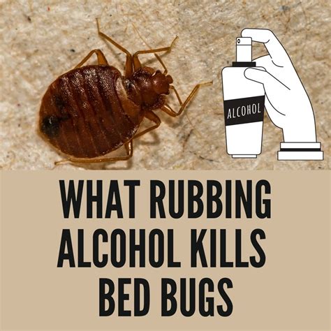 Does Rubbing Alcohol Kill Bed Bugs? (Here’s the Truth)